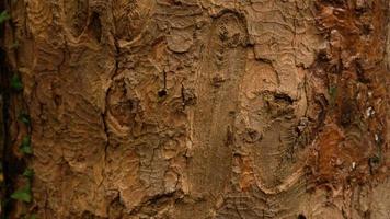 Tree bark pattern, brown natural background. Wooden textured background of tree trunk. Green ivy leaves on tree trunk in fall forest. Textured background of leaves. Selective focus. photo