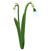 Beautiful vector snowdrops. First spring flowers. clipart. Delicate snowdrop flowers for your design