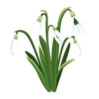 hermosa vector campanillas de invierno primero primavera flores clipart. delicado campanilla de febrero flores para tu diseño