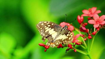 colorato farfalla e bellissimo modelli. farfalle alimentazione su nettare a partire dal fiori nel il mattina. video
