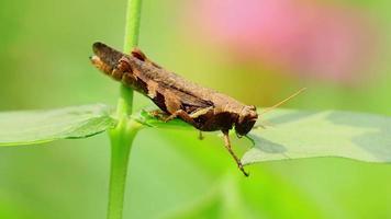 Grasshopper eating leaves in a field of various types of green leaf eaters. video