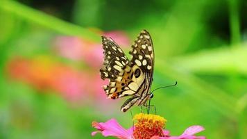 coloré papillon et magnifique motifs. papillons alimentation sur nectar de fleurs dans le Matin. video