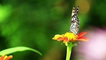 vistoso y estampado mariposa alimentar en flor néctar. video