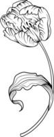 Linear tulip flower. Hand drawn illustration. This art is perfect for invitation cards, spring and summer decor, greeting cards, posters, scrapbooking, print, etc. vector
