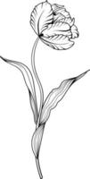 lineal tulipán flor. mano dibujado ilustración. esta Arte es Perfecto para invitación tarjetas, primavera y verano decoración, saludo tarjetas, carteles, álbum de recortes, imprimir, etc. vector