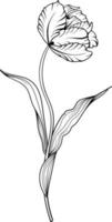 Linear tulip flower. Hand drawn illustration. This art is perfect for invitation cards, spring and summer decor, greeting cards, posters, scrapbooking, print, etc. vector