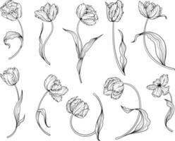 Linear tulip flower. Hand drawn illustration. This art is perfect for invitation cards, spring and summer decor, greeting cards, posters, scrapbooking, print, etc. vector