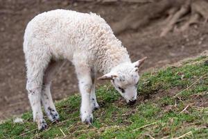 Lamb is grazing on the grass photo