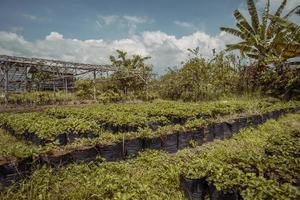 Strawberry garden when spring season with blue sky and indoor cover. The photo is suitable to use for garden poster, nature poster and garden field content media.