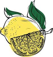 Hand drawn lineart single whole yellow lemon with lemon slice and green leaves on white background vector