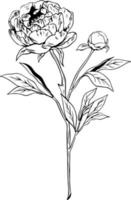 Single peony sketch style doodle black lineart on white background with bud and leaves vector