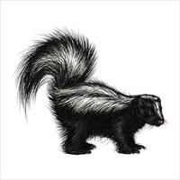 a skunk in white background. Wildlife art illustration. vector