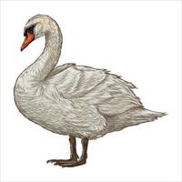 blanco cisne aislado en blanco antecedentes vector