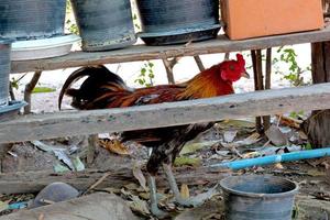 Hidden chickens and roosters outdoors in the yard photo