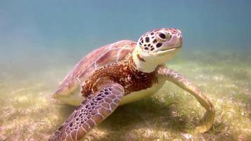 The loggerhead turtle filmed underwater in mexico video