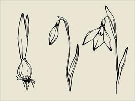 Hand drawn snowdrops set. Freehand black and white ink line drawing of snowdrop bud, opened flower and bulb. Retro vintage style spring floral design element collection. vector