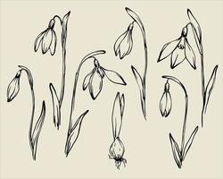 Snowdrops set. Hand drawn monochrome outline vector spring floral design elements collection. Retro style ink line drawing of snowdrop bud, opened flower and bulb.