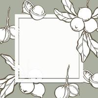 Macadamia background design template. Nuts on leaf branch with white square frame and place for text. Hand drawn vector elements on green background.