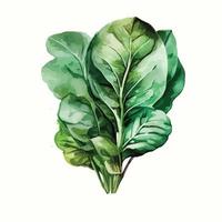 Watercolor spinach vegetable vector