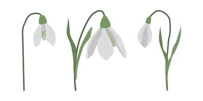 Delicate flowers of snowdrops for your design. vector