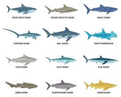 Flat Sharks Icon Set vector