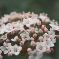 Blooming bouquet of white Valerian photo