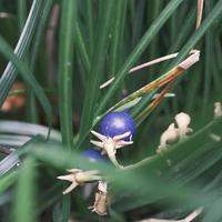 a bouquet of Ophiopogon umbraticola photo