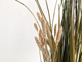 Dried flowers, spikelets and grass horizontal photo