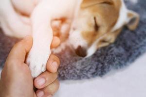 A veterinarian is taking care of a sick dog at the animal hospital. photo