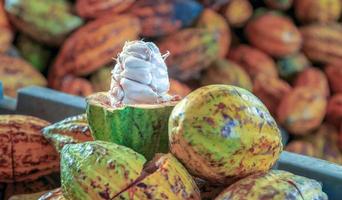 cortar por la mitad vainas de cacao maduras o frutos de cacao amarillo cosechar granos de cacao para enviar a la fábrica de chocolate foto