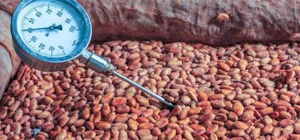 Workers use to measure the temperature of the fermented cocoa beans, fermenting fresh cocoa seeds to make chocolate. photo