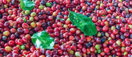 Close up of fresh red raw berry coffee beans and Coffee leaves photo