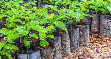 Seedlings of small coffee trees in the nursery to prepare for planting photo