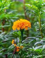 Marigold flowers in a field on a day without the sun agricultural field with blooming yellow marigoldflowers in the countryside photo