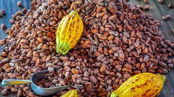 Aromatic brown Cocoa beans and cocoa seed with cacao yellow ripe raw materials of Chocolat as background photo