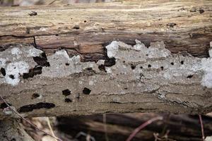 Beautiful cracked gray tree bark texture with holes partially covering the naked trunk background for concept of wildlife photo