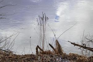 Long stem grass silhouettes standing near river with sky reflections on the water photo