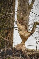 Beaver bitten tree trunk magically standing on a thin part of leftover wood during a gray day in nature near river photo