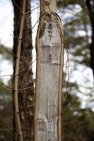 Section of tree trunk with visible lines of inside wood texture standing in city park photo