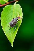Close up of a Brown Marmorated Stink Bug on a green leaf photo
