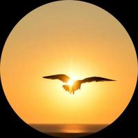 Sunset veiw with bird photo