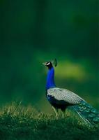 peacock background photo