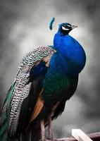 Peacock with off white background photo