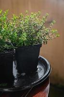 thyme in pot spice indoor plant  healthy meal food snack on the table copy space food background rustic top view photo