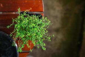 thyme in pot spice indoor plant  healthy meal food snack on the table copy space food background rustic top view photo