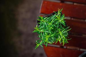 Romero flor maceta interior planta en un maceta sano comida comida bocadillo en el mesa Copiar espacio comida antecedentes rústico parte superior ver foto