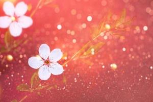 Blossoming branch cherry. Bright colorful spring flowers photo