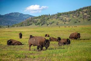 Bisons with landscape of  Yellow Stone National Park photo