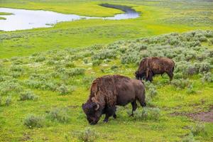 Bisons with landscape of  Yellow Stone National Park photo
