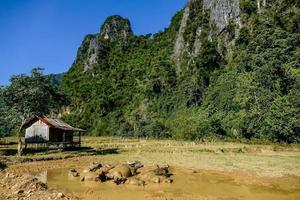 rural paisaje en Asia foto